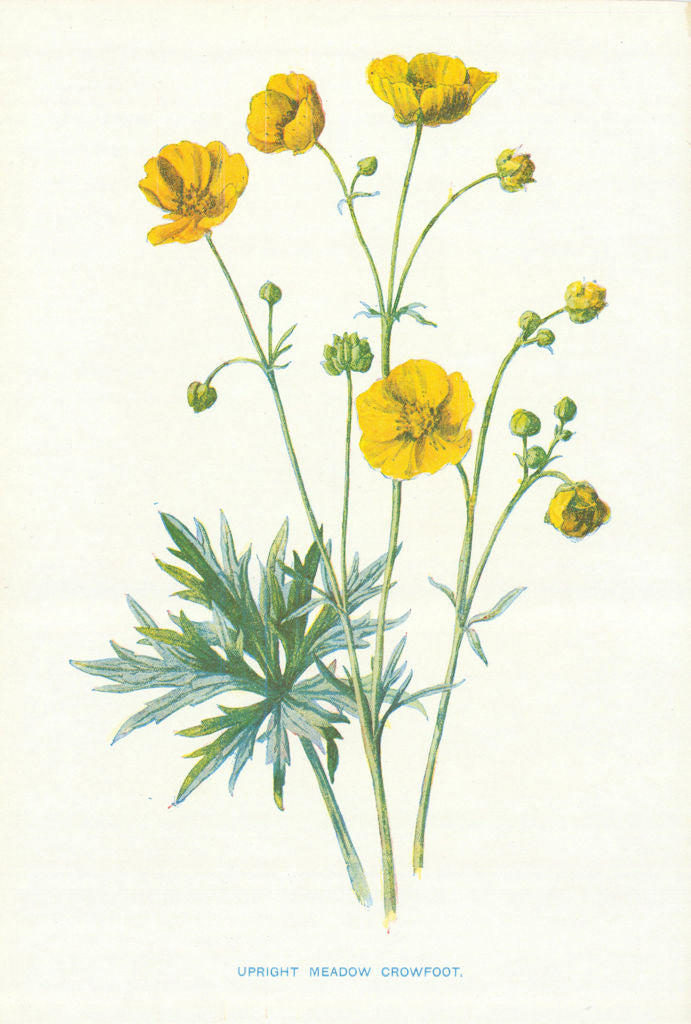 Upright Meadow Crowfoot. Wild Flowers by Frederick Edward Hulme c1895 print